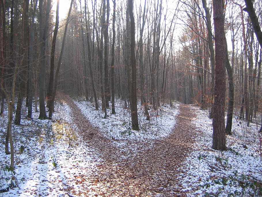 fotografía de retrato, bosque, día, sendero forestal, invierno, encrucijada, árbol, tierra, tranquilidad, nieve