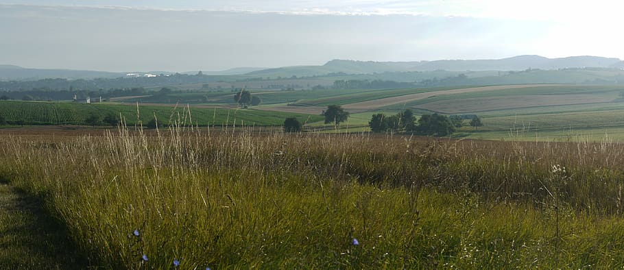 Panorama, agricultura, morgenstimmung, amplio, pacífico, rural, colina, horizonte, neblina, campos