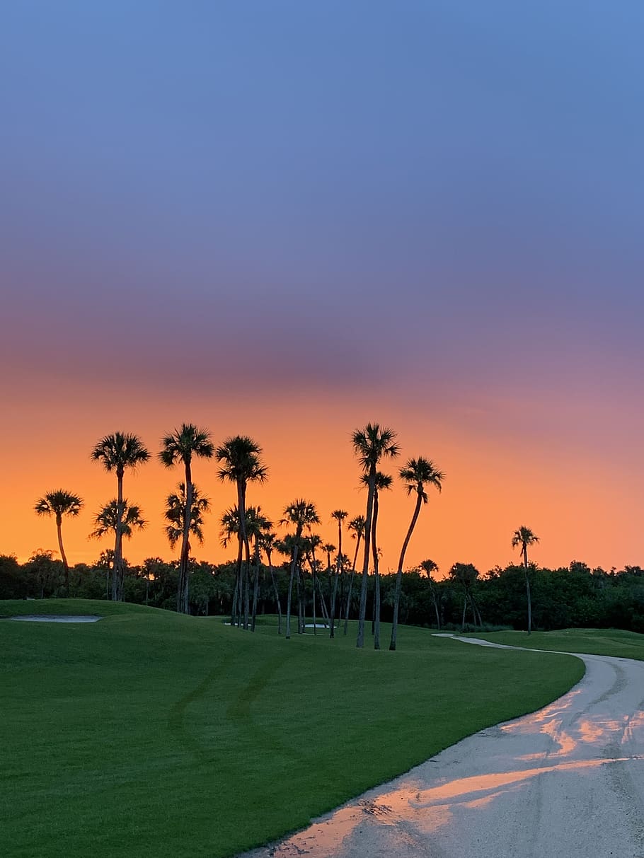 sunset, golf course, florida, golf, nature, landscape, tree, sky, plant, palm tree