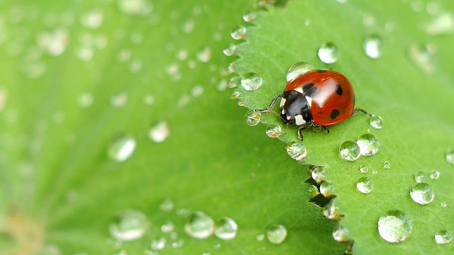 ladybug, green, leaf, dew, drops, macro photography, beetle, water droplets, insect, nature