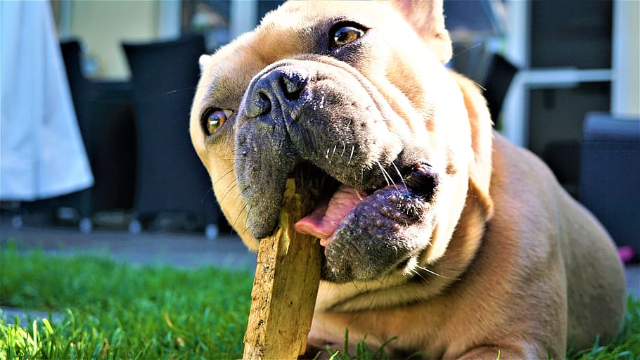 french bulldog, wood, chew, dog, animal, loyal friend, dental care, eyes, tongue, snout
