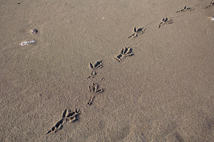 footprints, birds, sandy beach, sea, animals, sand, beach, land, high angle view, footprint