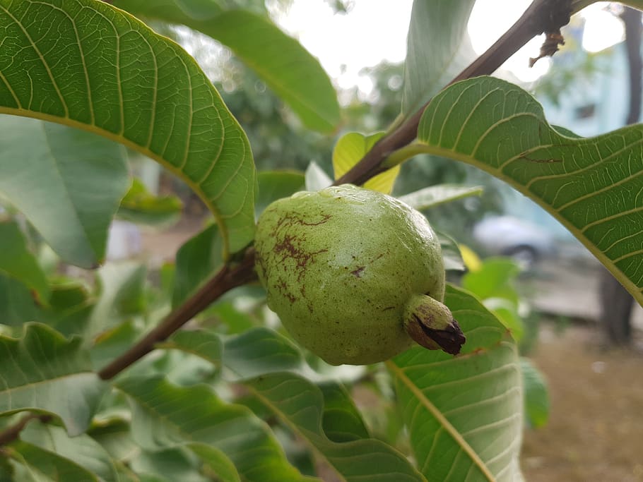 guava, fruit, tree, organic, green, fresh, plant, leaf, plant part, healthy eating