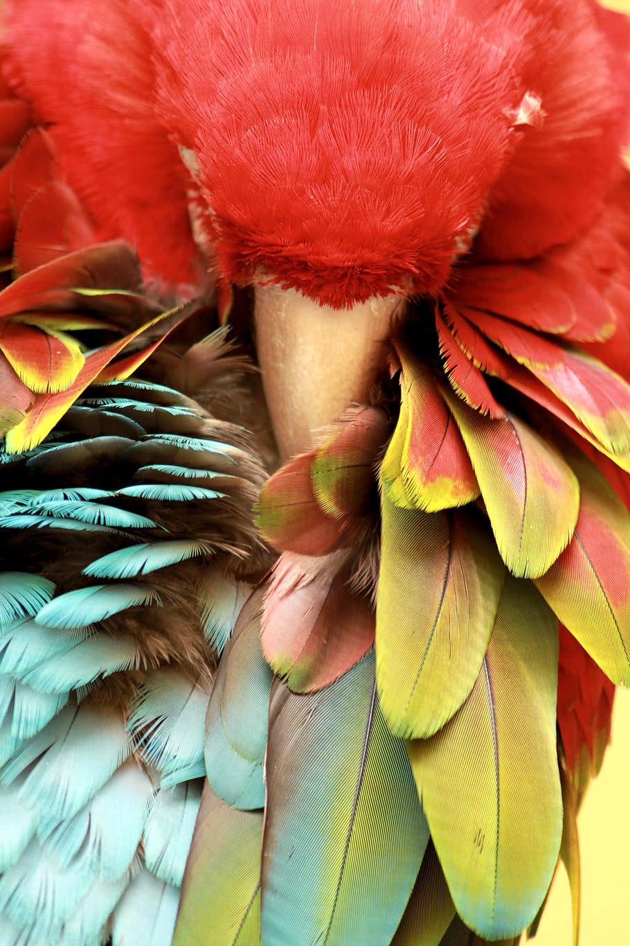 parrot, sleeping, bird, animal, nature, tropical, close-up, feather, day, red