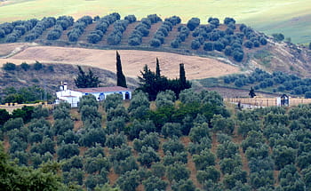 olive-cultivation-property-agriculture-a