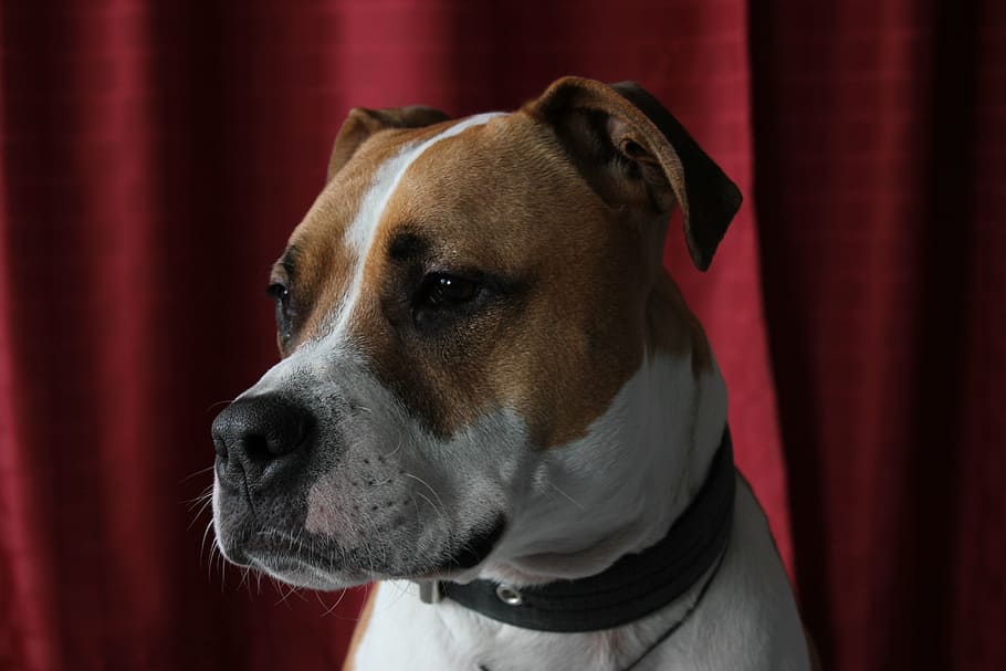 Primer plano, foto, blanco, tostado, American Pit Bull Terrier, vistiendo, negro, collar, rojo, cortina