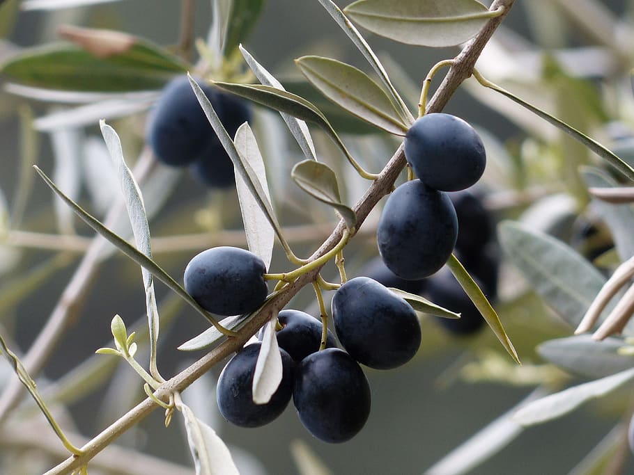 shallow, focus, purple, branch, daytime, shallow focus, Java plum, olives, olive branch, fruits