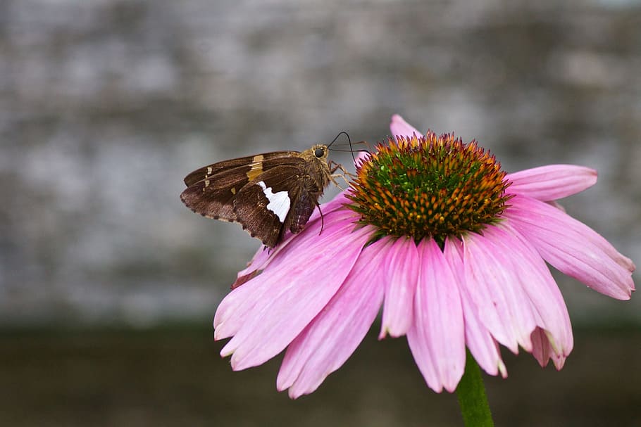Butterflies, white-spot skipper butterfly, skipper, brown, wing, insect, flower, summer, pink, feeding