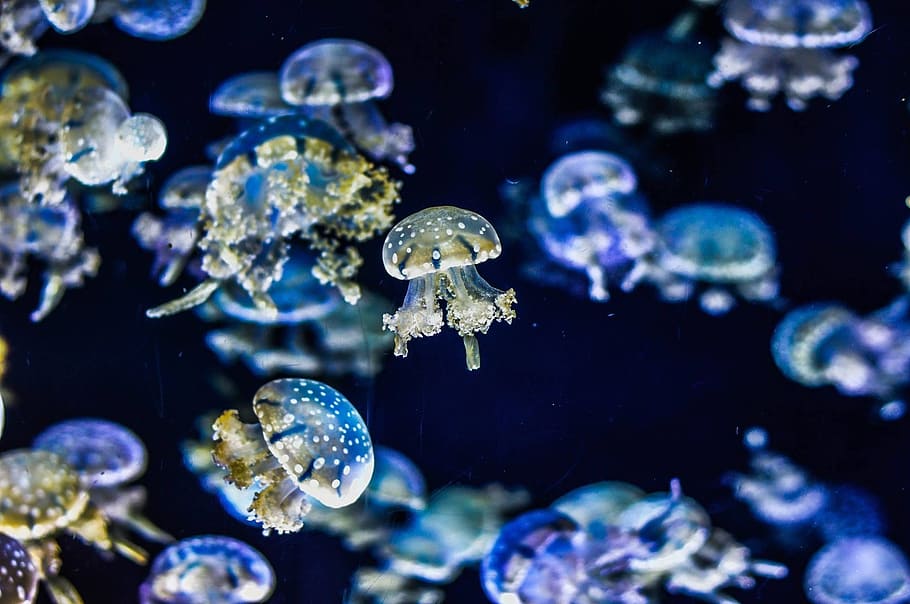 selective, focus photograph, jelly fish, jellyfish, aquarium, tropical fish, glow, jelly, exotic, fish