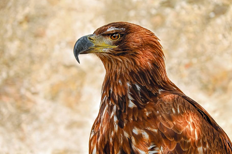 marrón, pájaro, selectivo, fotografía de enfoque, durante el día, de águila presa, águila de sabana, Adler, ave rapaz, animal