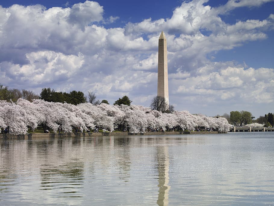 gray, obelisk, body, water, cloudy, sky, washington monument, cherry trees, blossoms, reflection