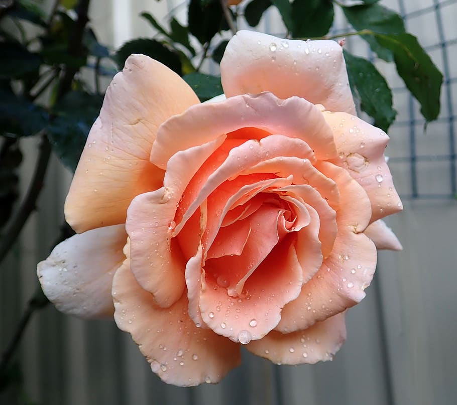 flower, rose, apricot, fragrant, plant, garden, nature, beauty in nature, close-up, flowering plant