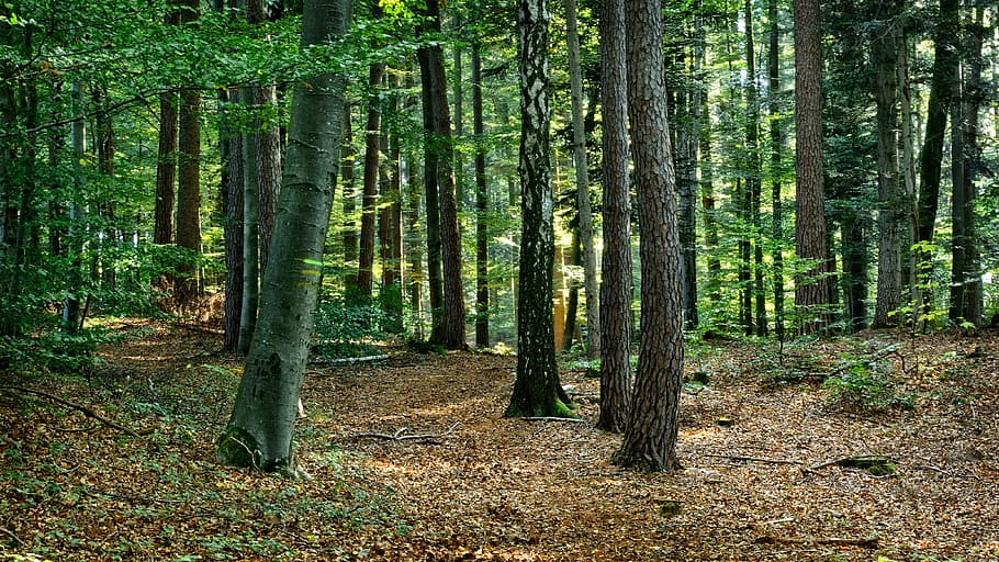 forest during daytime, forest, mixed forest, autumn, rest, silent, nature, forestry, trees, mood