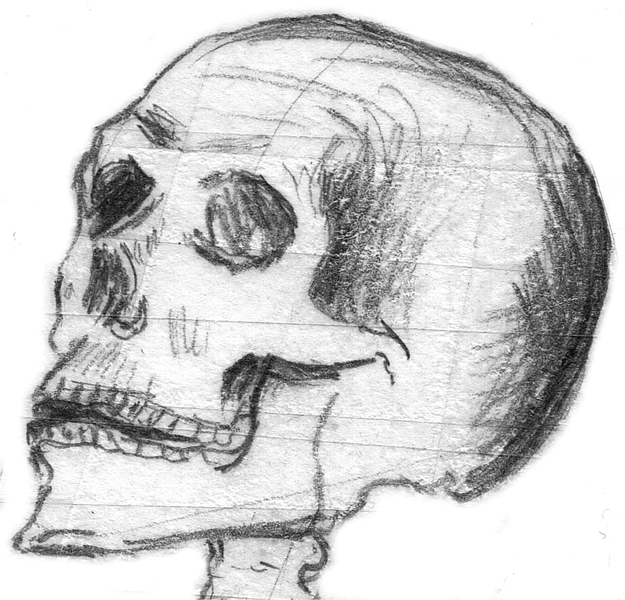 bosquejo del cráneo, cráneo, halloween, hueso del cráneo, cráneo y huesos cruzados, extraño, muerto, horror, cabeza, hueso