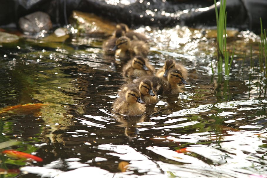 ducky, pond, ducks, cute, chicks, boy, water, group of animals, animal themes, lake