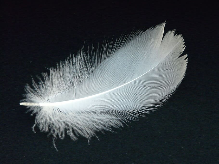 white, feather, black, surface, swan feather, swan, slightly, airy, fly, filigree