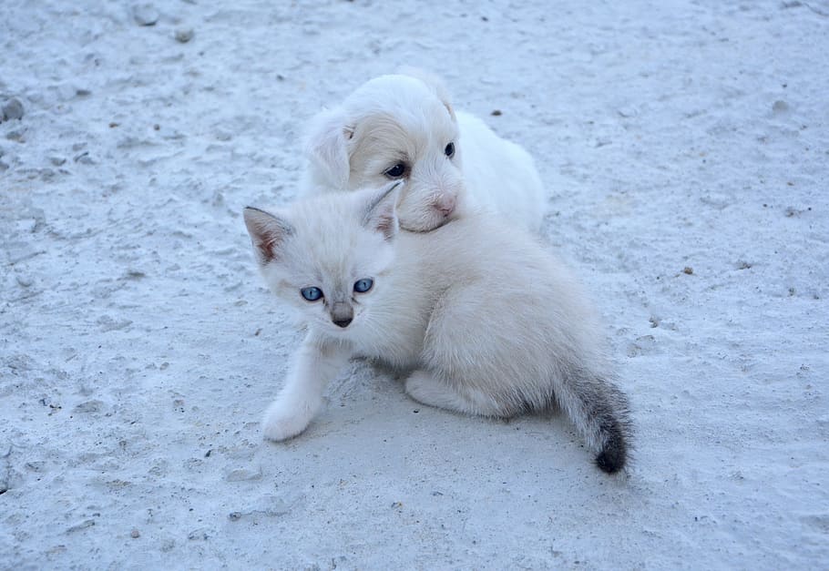 short-coated, white, puppy, kitten, sits, sand, daytime, Golden Retriever, Ragdoll, dog