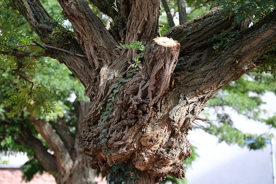 Коричневое Дерево Фото