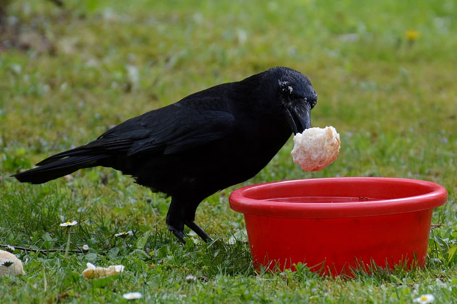 crow, raven, raven bird, black, bill, bread, eat, feather, fly, bird
