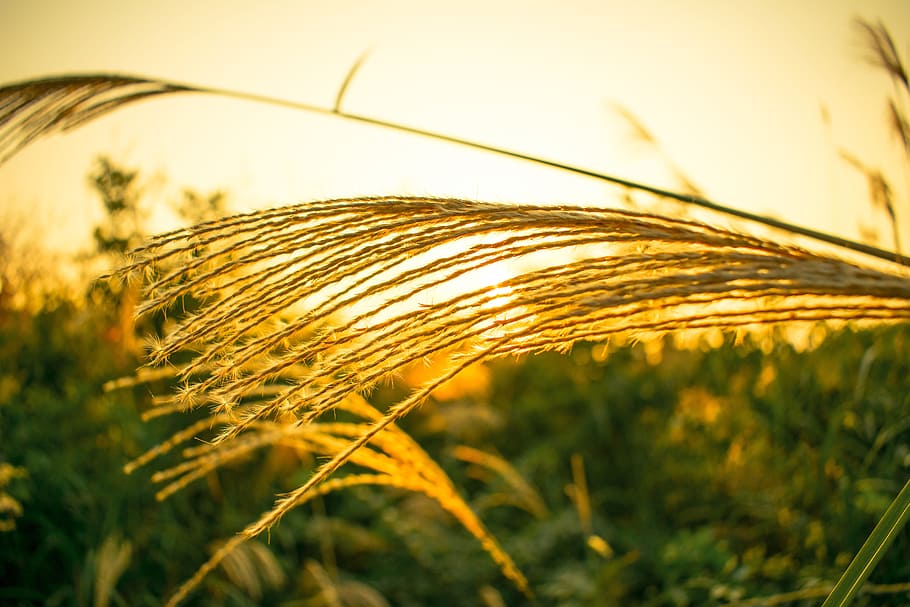 pampas grass, rushes, sunset, plant, cereal plant, crop, agriculture, nature, growth, close-up
