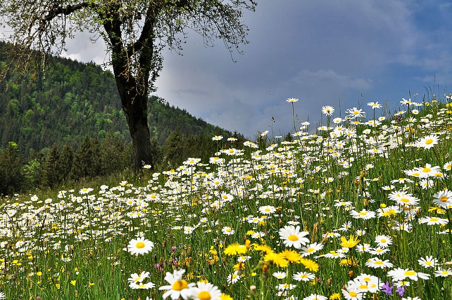 nature, landscape, meadow, natural lawn, flower meadow, flowers, spring, daisies, marguerite meadow, plant