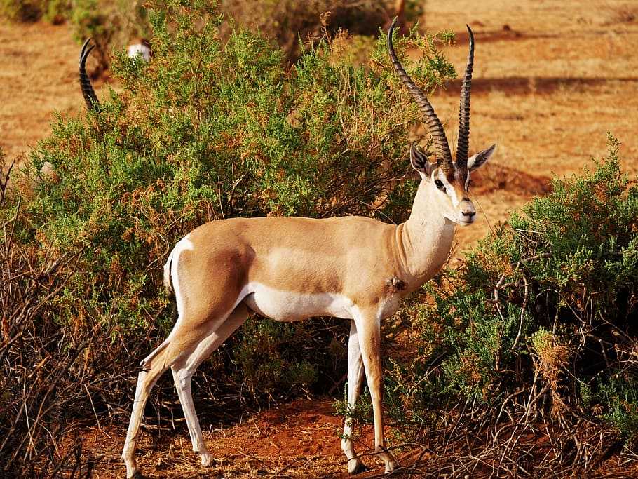 brown, deer, grass field, impala, bite, wound, survived, antelope, gazelle, wild animal