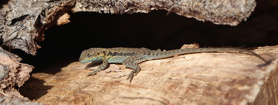 lizard, sleepy, hollow log, sunny, outdoors, wildlife, animal, national park, australia, reptile
