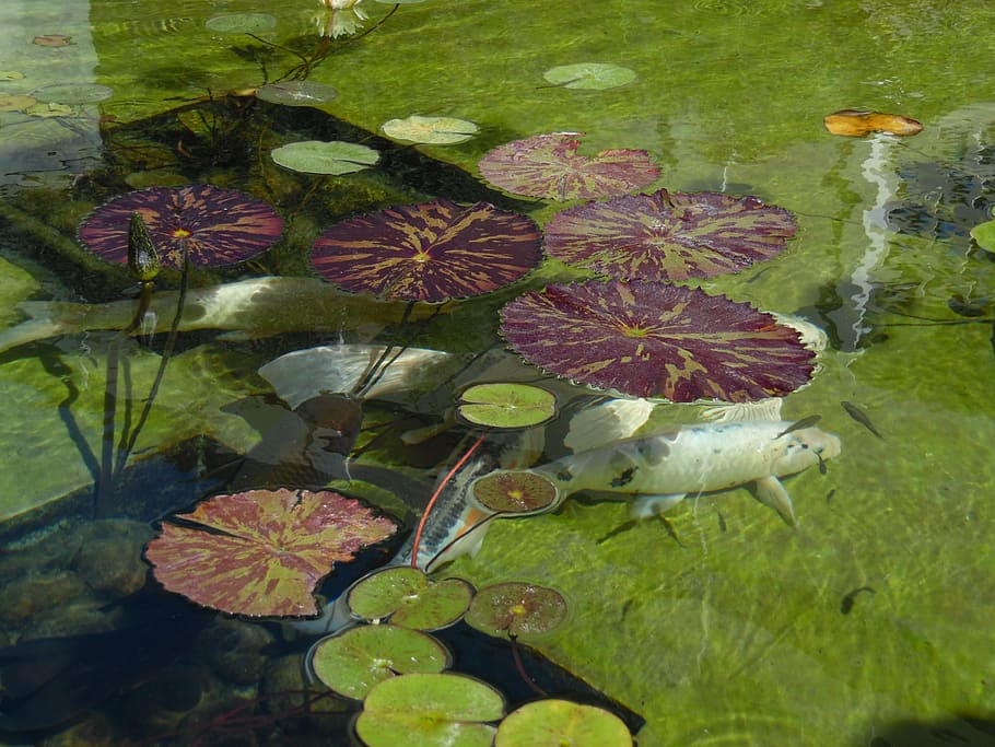 pond, fish, catfish, coil, lilly pads, fishes, nature, leaf, water, lake