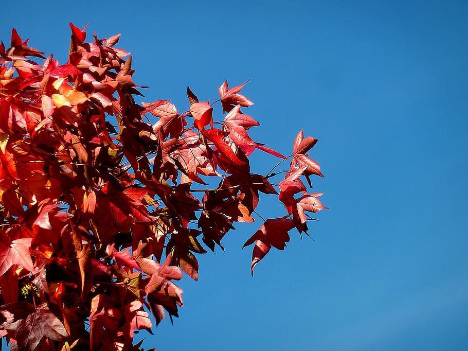 cabang, estetika, pohon, daun, oak, daun oak, warna, musim gugur, warna musim gugur, dedaunan gugur