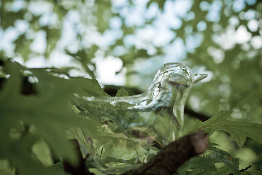 abstract, glass bird, modern, animal, glass, unexpected, ice, plant, plant part, leaf