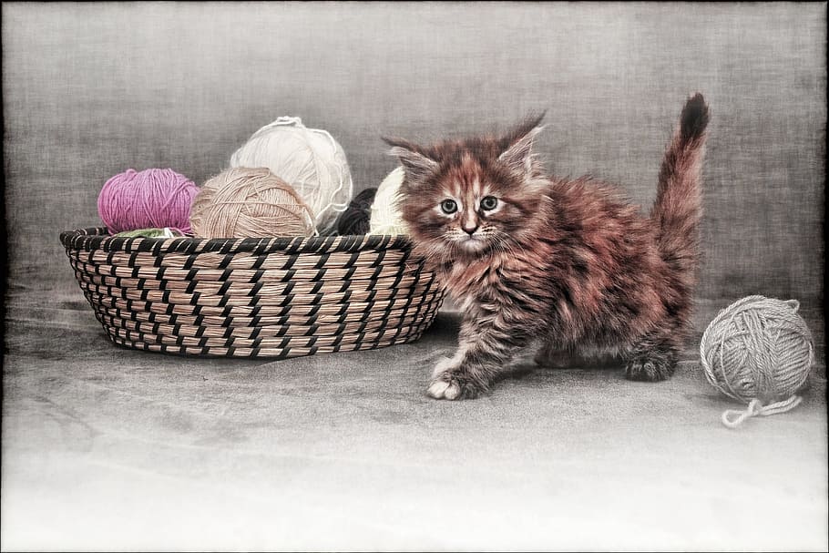 orange, gray, cat, brown, wicker basket, young cat, kitten, grunge, vintage, cat with ball of wool