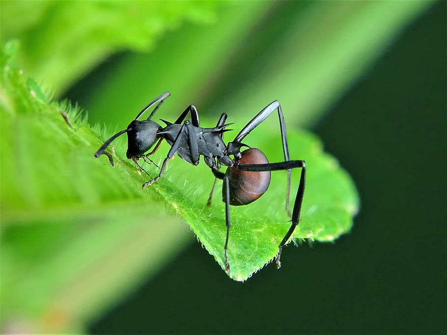 leaf ant, perched, green, leaf macro photography, ant, ants, insect, nature, wildlife, invertebrate