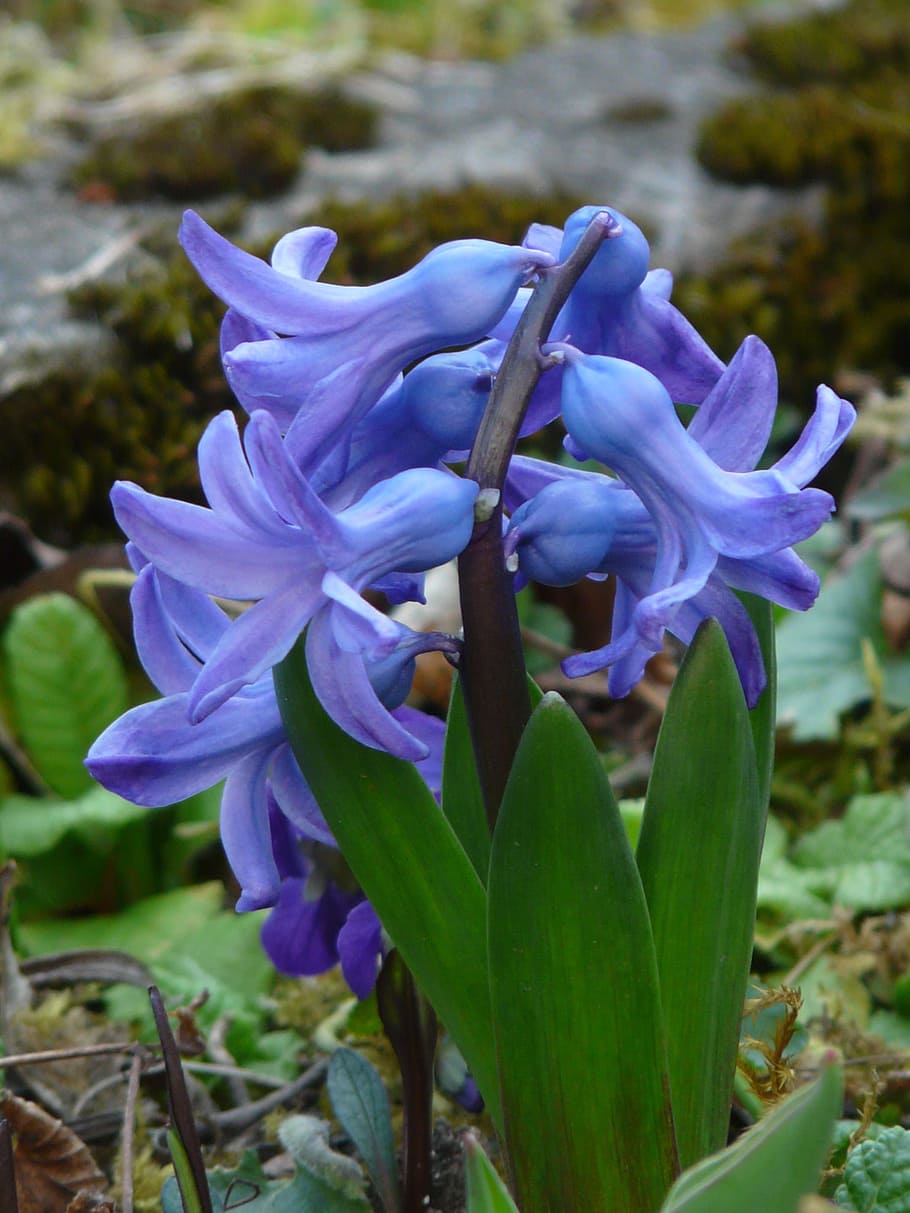 garden hyacinth, hyacinthus orientalis, hyacinth, hyacinthus, asparagus plant, asparagaceae, plant, fragrance, flower, blue