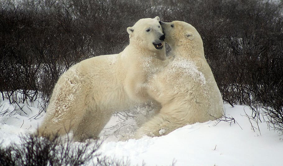 polar, bears, snowy, field, sparing polar bears, fighting polar bears, churchill canada, polar bears, snow, cold temperature