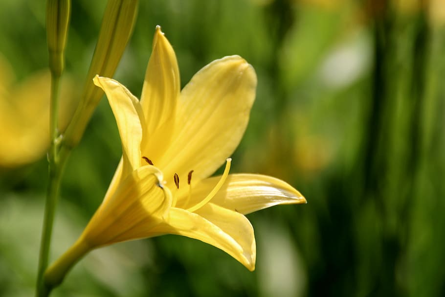 lirios amarillos, familia del lirio, amarillo, florecido, flor, planta  floreciendo, planta, belleza en la naturaleza, frescura, fragilidad | Pxfuel