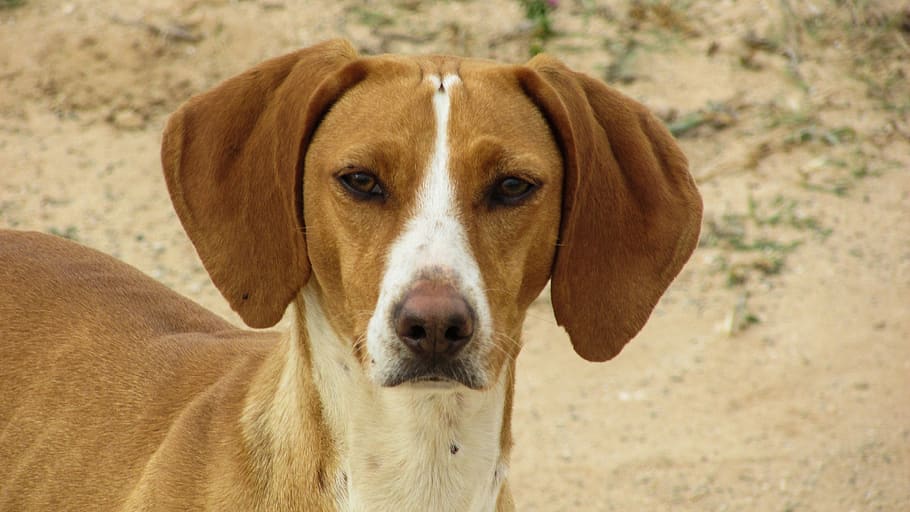 dog, vizla, brown, stray, alert, hunter, looking, outdoor, one animal, canine