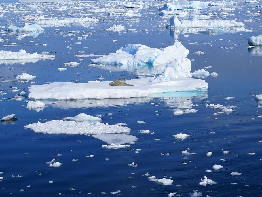 antarctica, ice floe, sea, ice, robbe, southern ocean, ice floes, icebergs, water, cold temperature