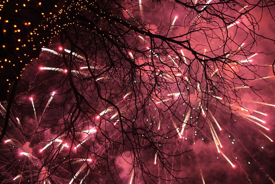 salute, new year's eve, fireworks, nature, tree, living nature, landscape, trees, beauty, winter