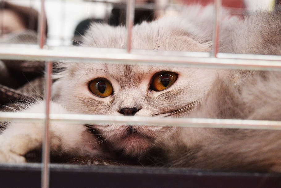 close-up photo, cat, cage, shelter cat, adoption, homeless, abandoned, sad, bars, eyes