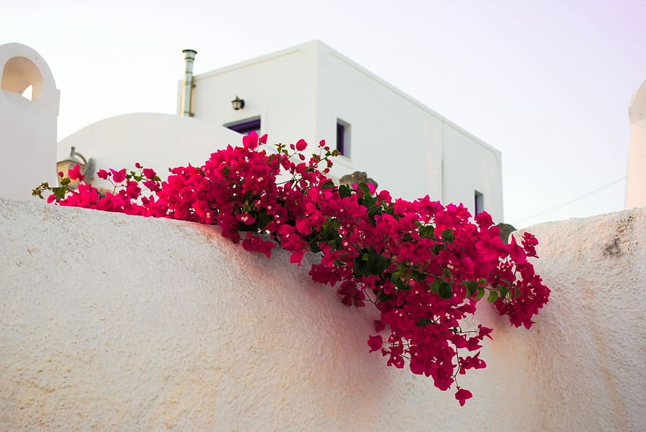 Rojo, blanco, valla, Santorini, flores, islas, Grecia, viajes, turismo, vacaciones