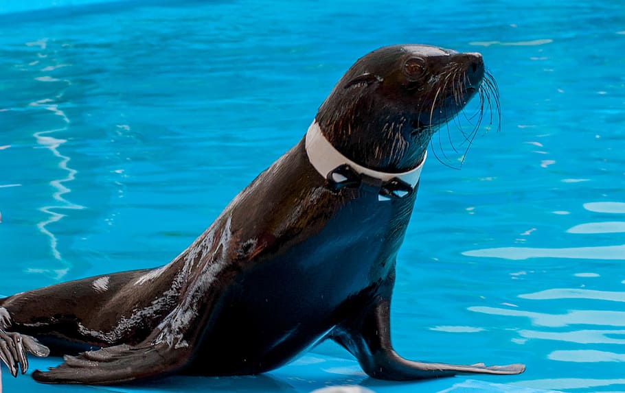 fur seal, dolphinarium, training, water, animal, animal themes, animal wildlife, animals in the wild, one animal, aquatic mammal