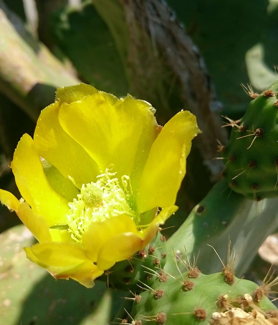 Опунция (Opuntia)