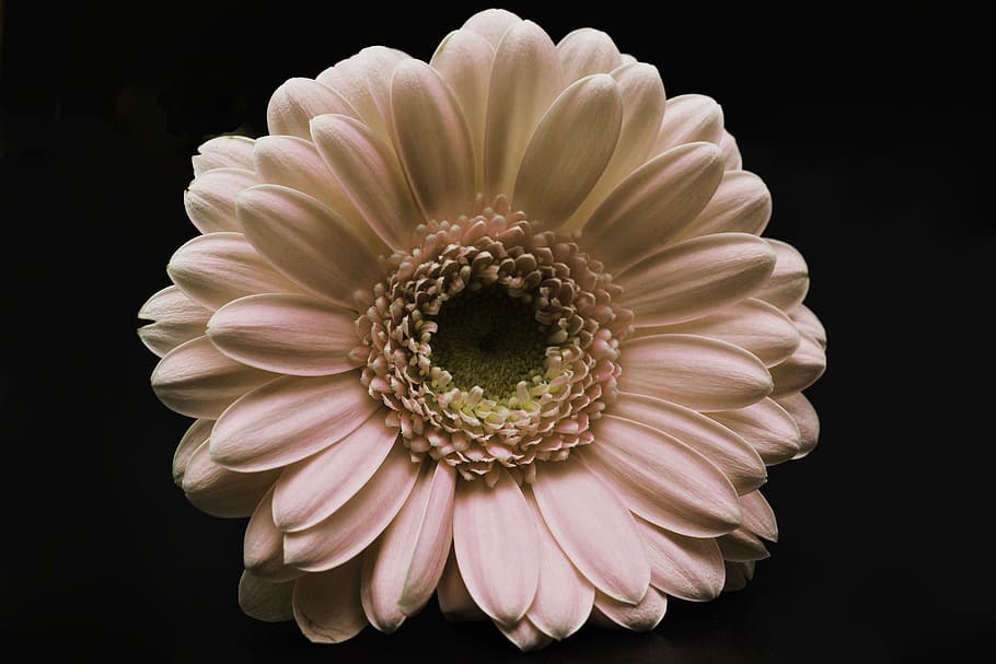 flor de pétalos blancos, gerbera, flor, cerrar, macro, foto de estudio, frescura, planta, fondo negro, planta floreciendo
