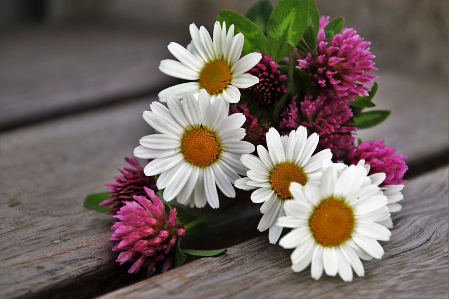 white, daisies, pink, clover flowers, brown, surface, spring, clover, flower, nature