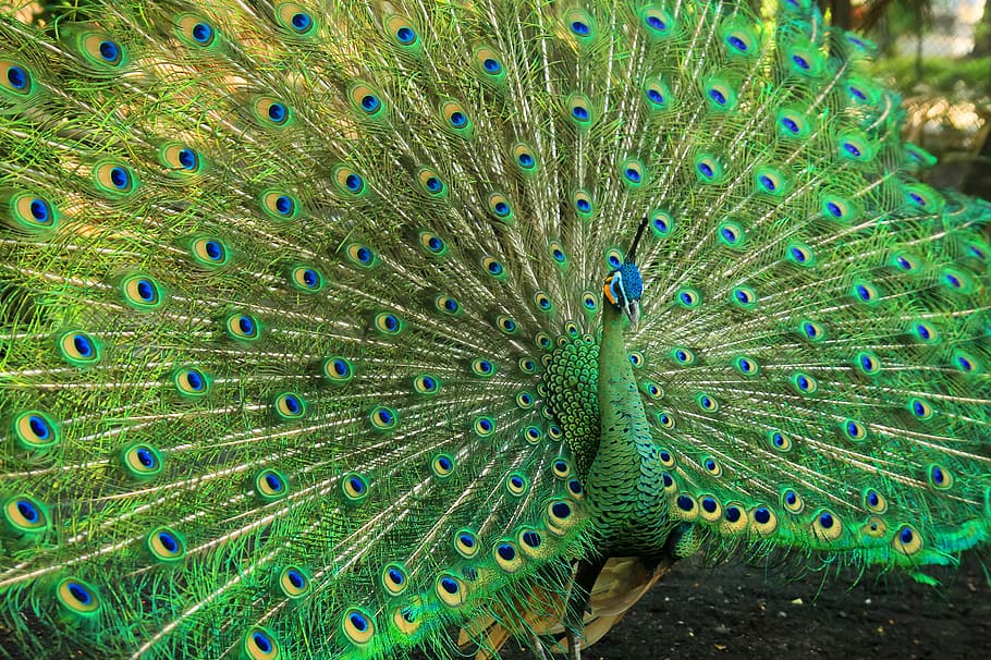 beautiful, peacock, bird, beauty, nature, animal, colorful, feather, elegant, exotic