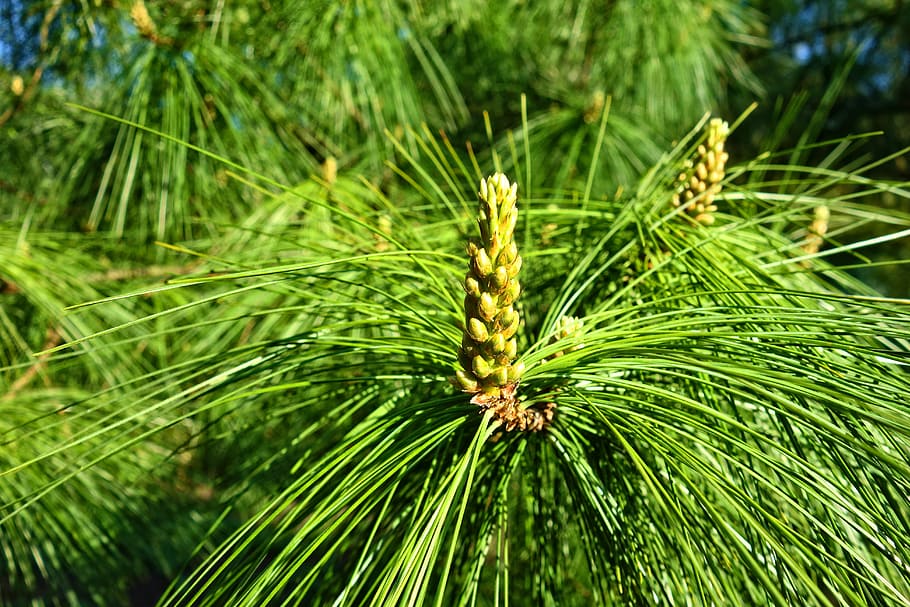 pine, conifer, tree, branch, pinus wallichiana, blue pine, himalayan pine, needle, cone, green color