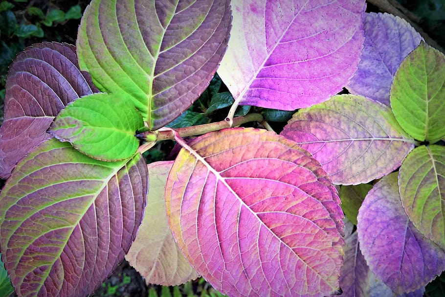 folhas, hortênsia, outono, estação, cores do outono, fotossíntese, zierpflane, jardim, tonalidade roxa, bela