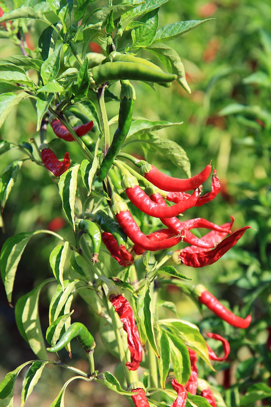 Chili, Chilli, Colorful, Flavor, Food, garden, green, growing, hot, leaves