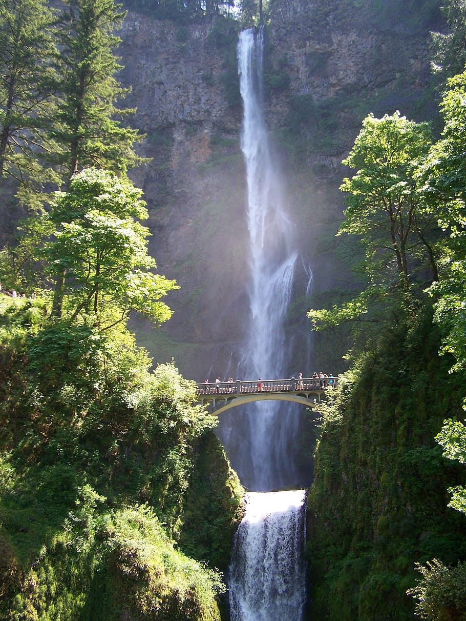 waterfall, bridge, multnomah, multnomah falls, water, tree, plant, beauty in nature, scenics - nature, motion