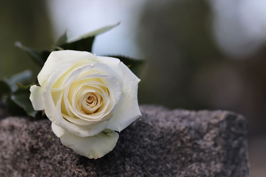mawar putih, marmer abu-abu, simbol kemurnian, belasungkawa, memori penuh kasih, suasana hati, batu nisan, alam, luar ruangan, bunga